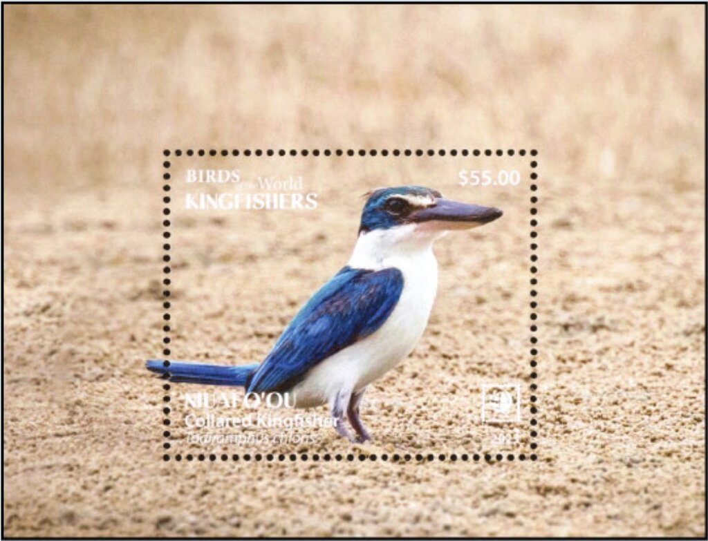 Collared Kingfisher (Todiramphus chloris)