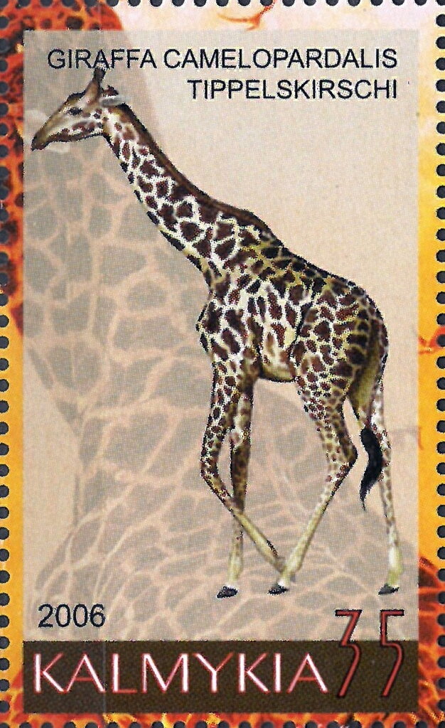 Giraffes