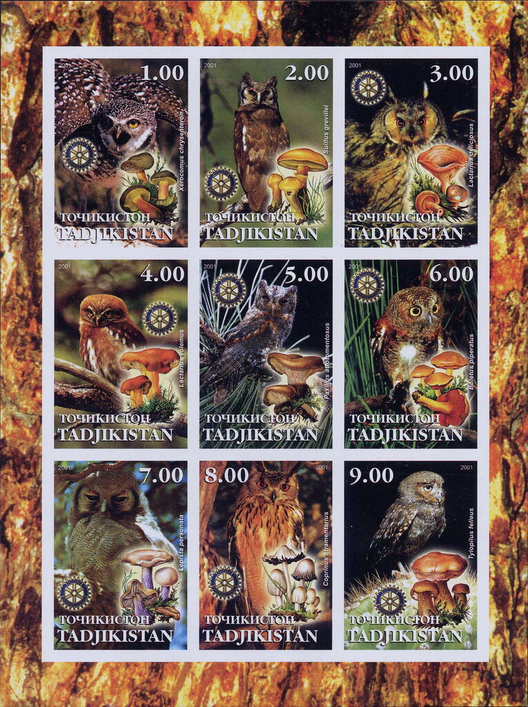Mushrooms and Owls
