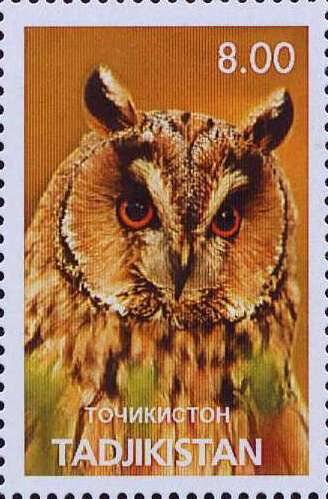 Owl