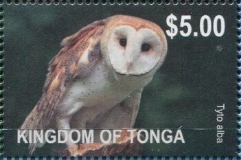 Barn Owl (Tyto alba)