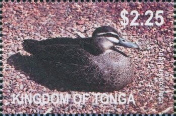 Pacific Black Duck (Anas superciliosa)