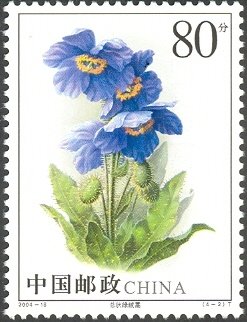 Meconopsis