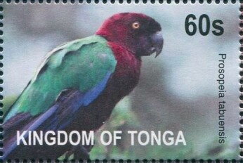 Red Shining-Parrot (Prosopeia tabuensis)