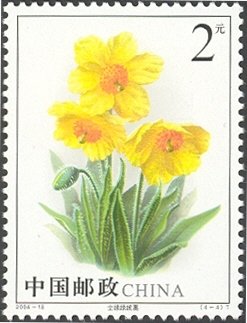 Meconopsis