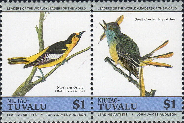 Bullock's Oriole (Icterus bullockii)