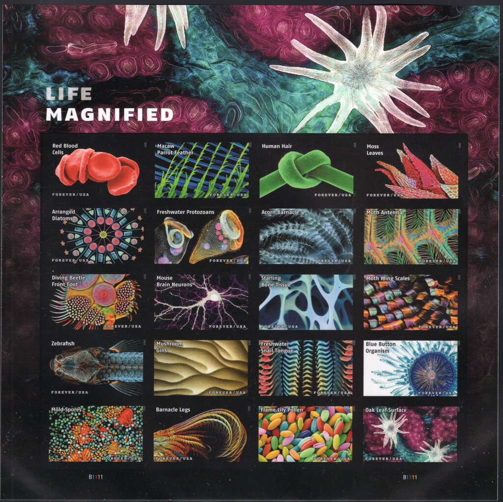 Life Magnified Imperf