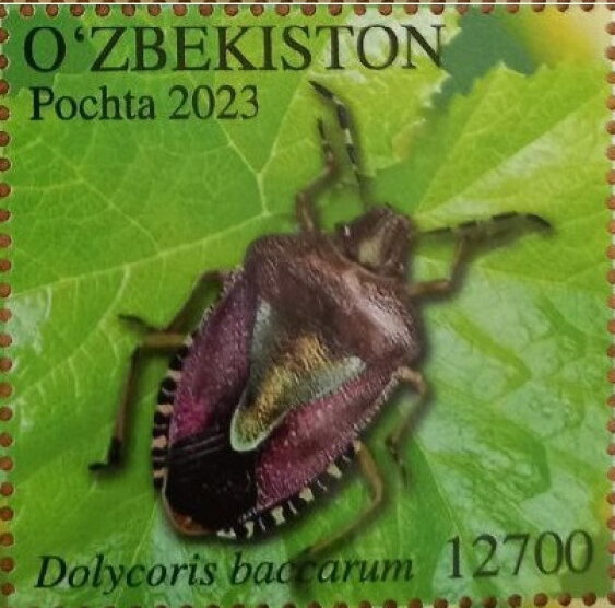 Sloe Bug (Dolycoris baccarum)