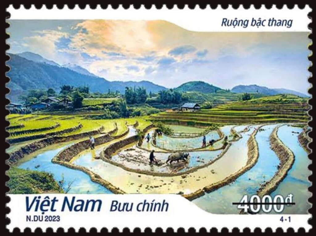 Rice Paddies of Vietnam