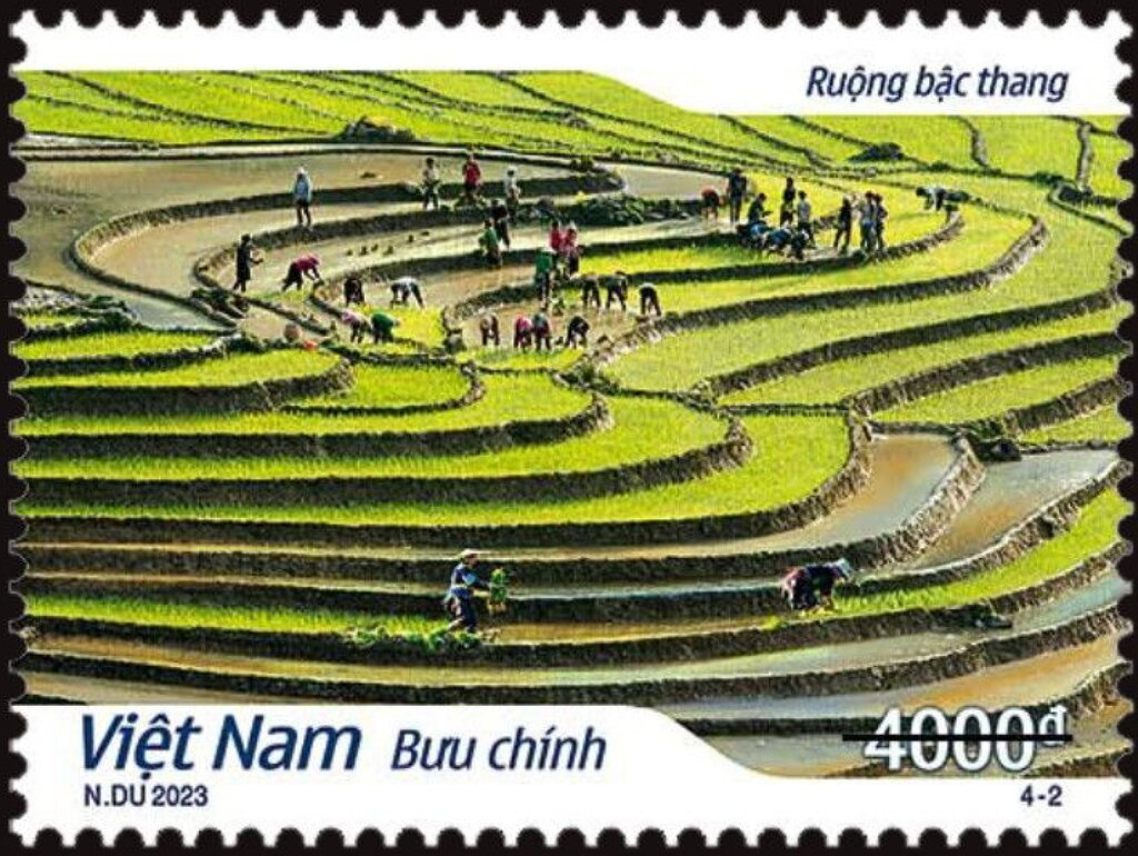 Rice Paddies of Vietnam