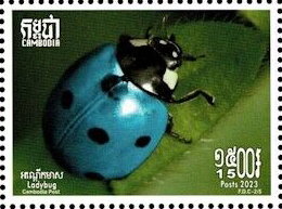 Coccinella septempunctata