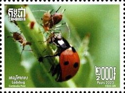 Coccinella septempunctata