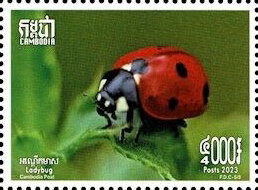 Coccinella septempunctata