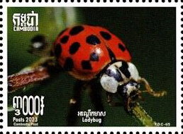 Harmonia axyridis