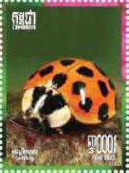 Harmonia axyridis