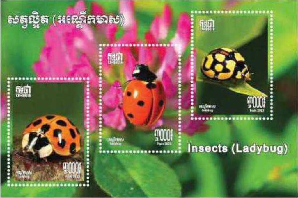 Ladybugs of Cambodia