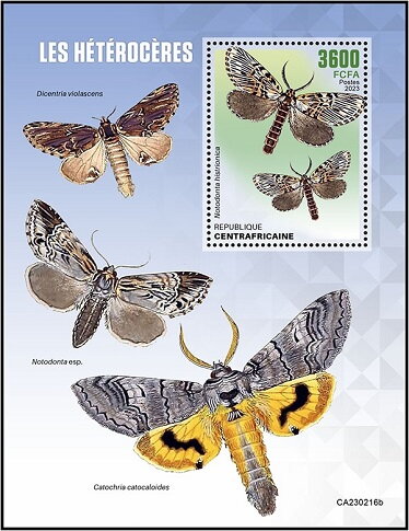 Notodonta histrionica