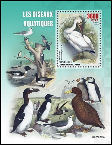 Pelecanus erythrorhynchos