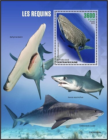 Rhincodon typus