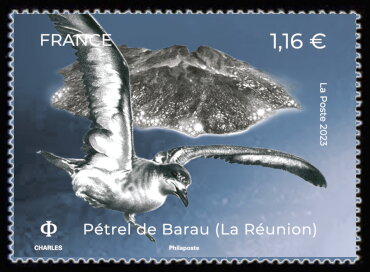 Barau's Petrel (Pterodroma baraui)