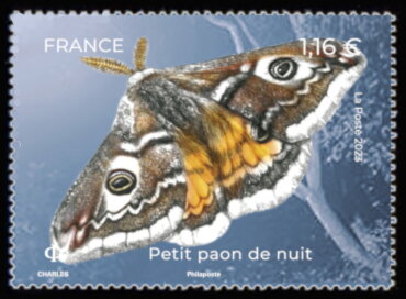 Small Emperor Moth (Saturnia pavonia)