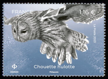 Tawny Owl (Strix aluco)