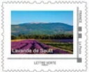 Adventure in the Mont Ventoux National Park. Lavande de Saut