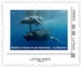 Biodiversity in Reunion 2. Humback whale and calf