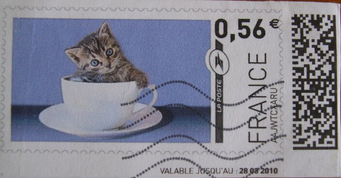 Kitten in a cup