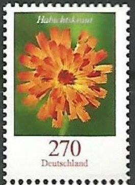 Hawkweed (Pilosella aurantiaca)