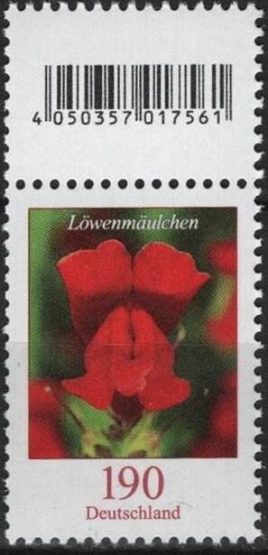 Snapdragon (Antirrhinum majus)
