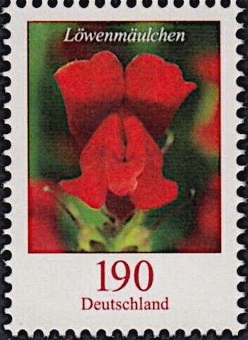 Snapdragon (Antirrhinum majus)