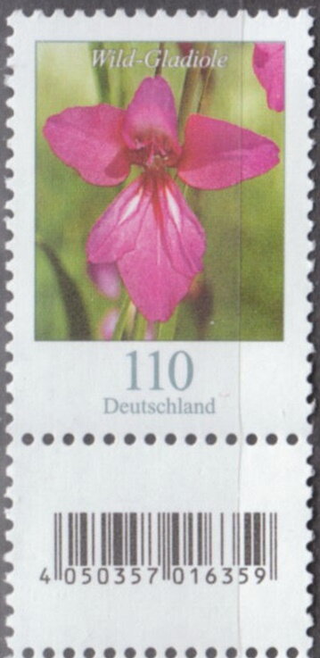 Wild Gladiola (Gladiolus illyricus)