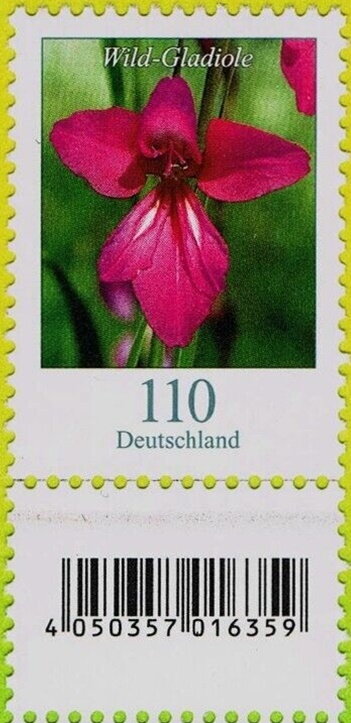 Wild Gladiola (Gladiolus illyricus)