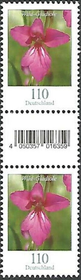 Gutter Pairs, Wild Gladiola (Gladiolus illyricus), Germany, Federal Republic,  , Flowers, Plants (Flora)