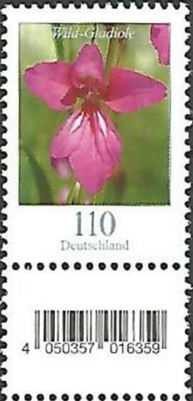 Wild Gladiola (Gladiolus illyricus)