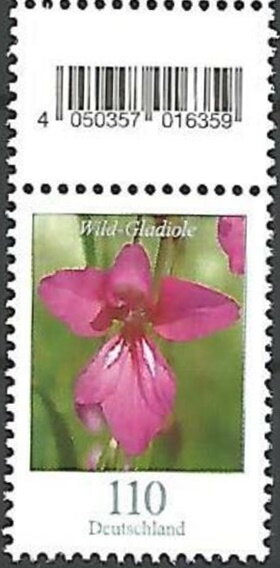 Wild Gladiola (Gladiolus illyricus)