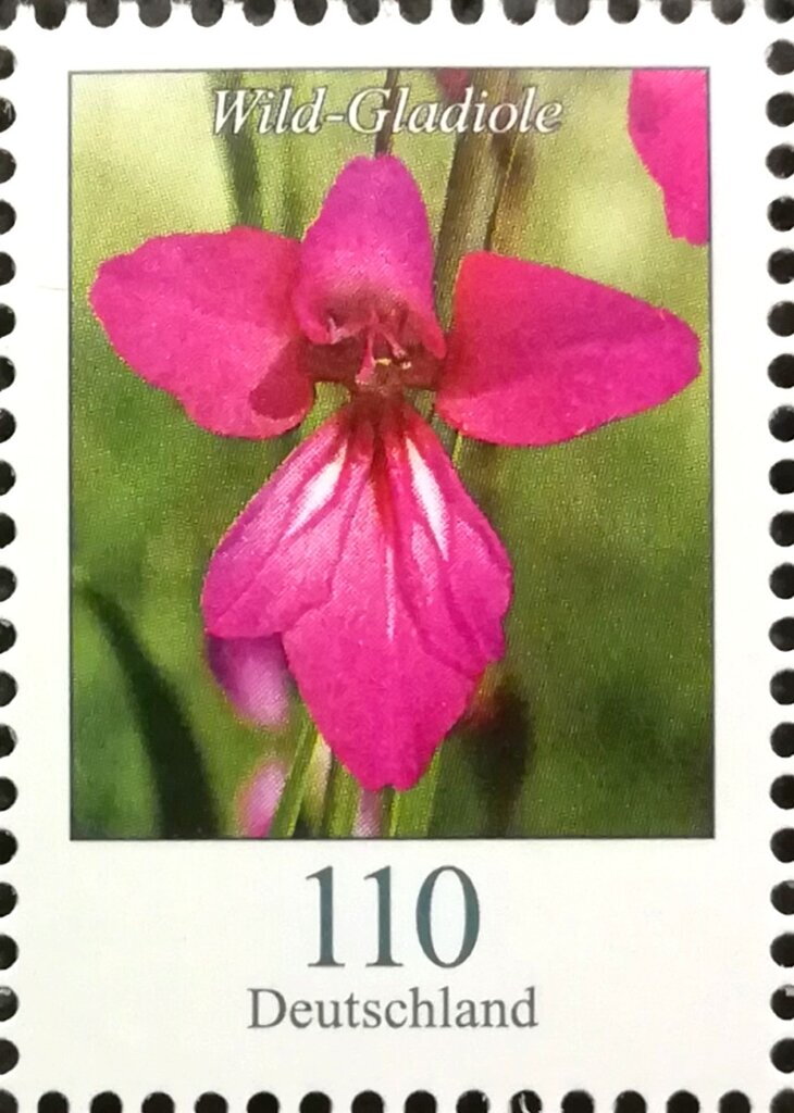 Wild Gladiola (Gladiolus illyricus)