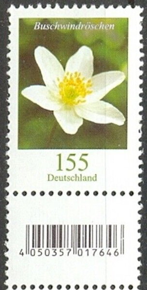 Wood Anemone (Anemone nemorosa)