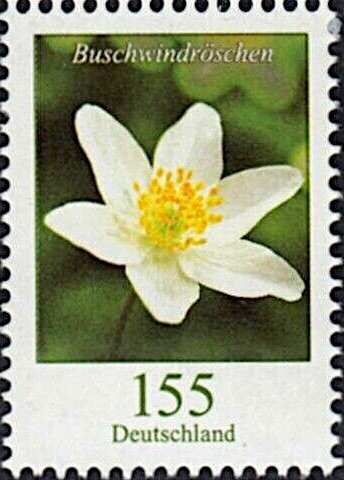 Wood Anemone (Anemone nemorosa)