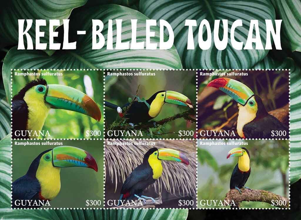 Keel-Billed Toucan