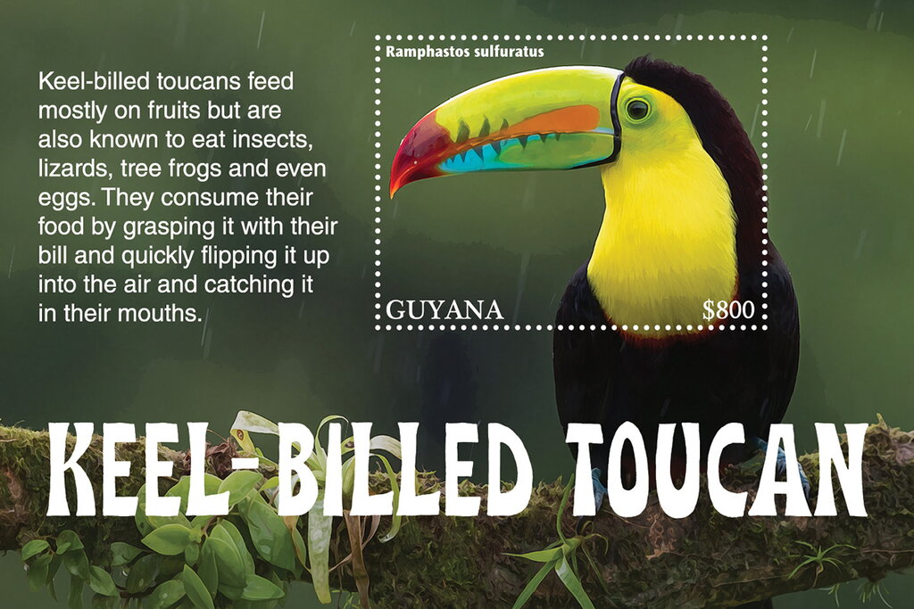 Keel-Billed Toucan