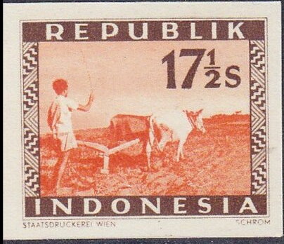 Plowing with buffalos