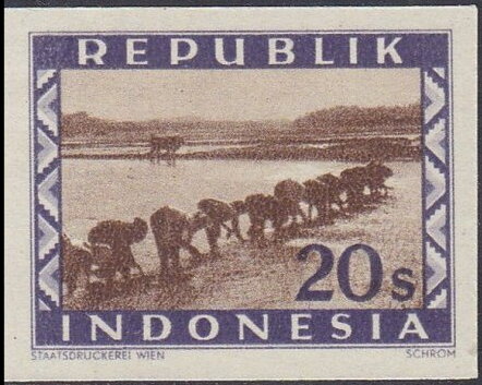 Plowing with buffalos