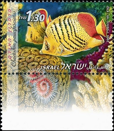Eritrean Butterflyfish (Chaetodon paucifasciatus)