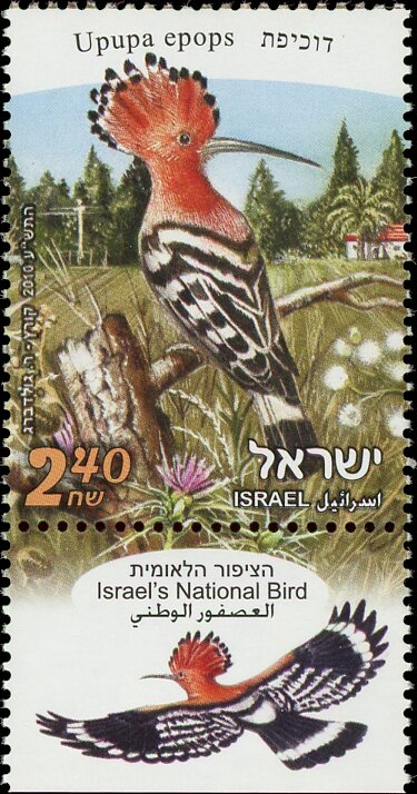 Eurasian Hoopoe (Upupa epops)