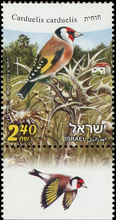 European Goldfinch (Carduelis carduelis)