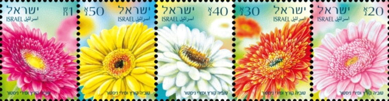 Gerberas