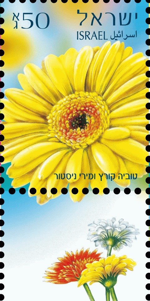 Gerberas