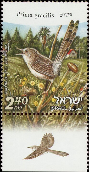 Graceful Prinia (Prinia gracilis)